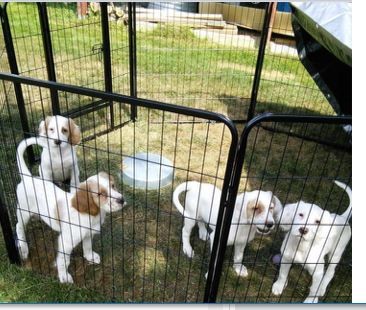 2022 AVAILABLE PUPS